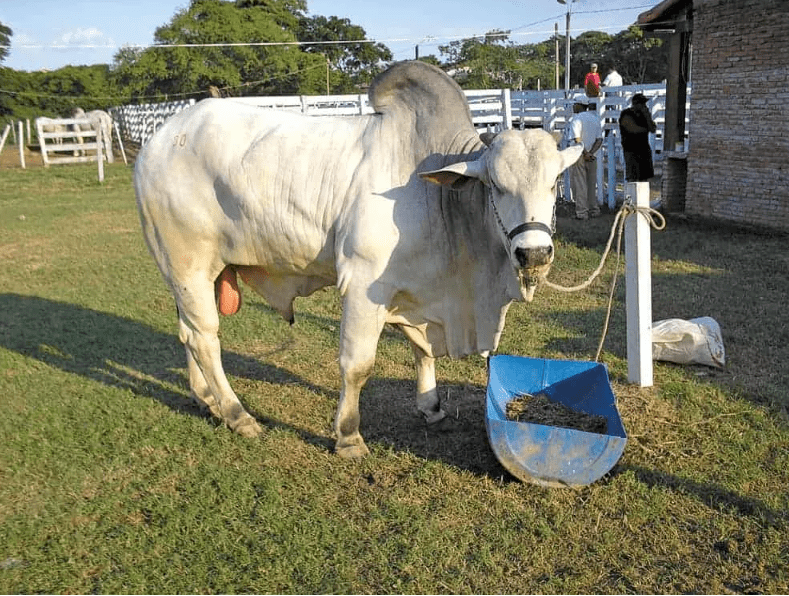 Vaca Nelore, una de las fuentes de carne en Bolivia