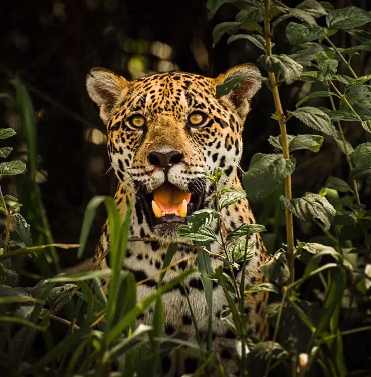 Jaguar hermoso