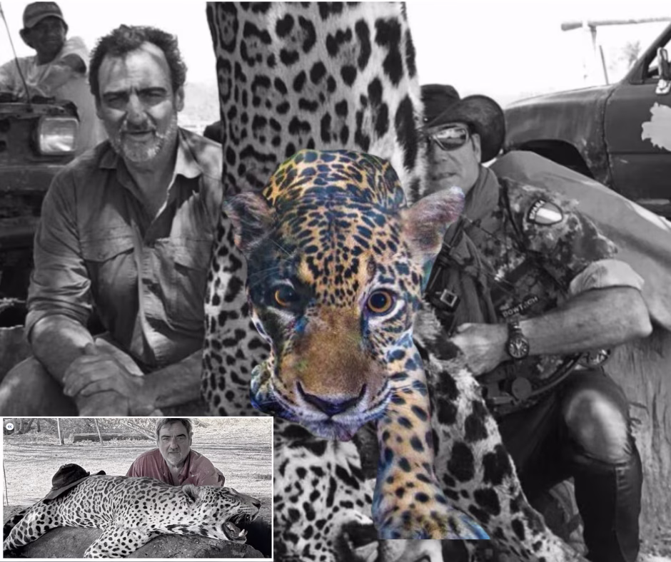 La tragedia del jaguar en Bolivia: La indignación por un individuo, la impunidad de las élites y el ecocidio del agronegocio